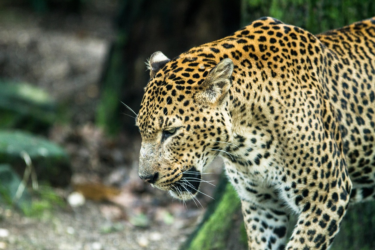 Burgers’ Zoo