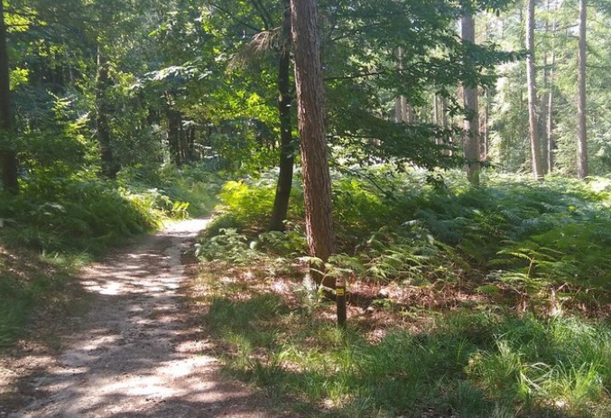 Beekse bos
