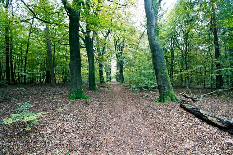 Beekse bos