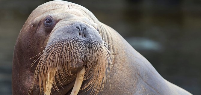 Het Dolfinarium