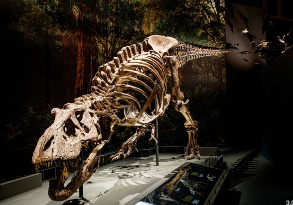 Naturalis