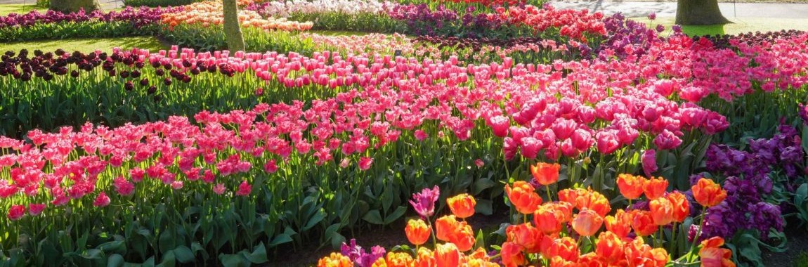 De Keukenhof